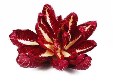 Radicchio Rosso 4