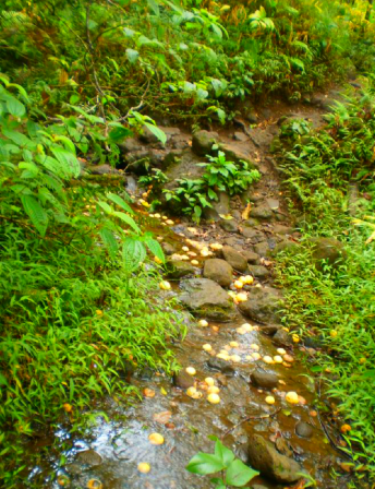 Wild Guava in the Stream