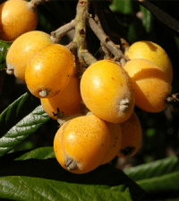 Health-benefits-of-Loquat-200x224